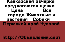 Кавказская овчарка -предлагаются щенки › Цена ­ 20 000 - Все города Животные и растения » Собаки   . Пермский край,Чусовой г.